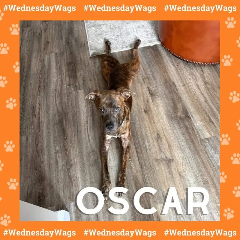 A young medium-sized male Brindle Pit Bull Terrier dog named Oscar for adoption in Xenia, OH