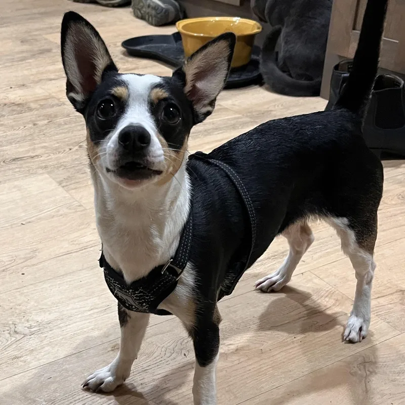 An adult small-sized female Chihuahua dog named Liddie for adoption in grant, AL