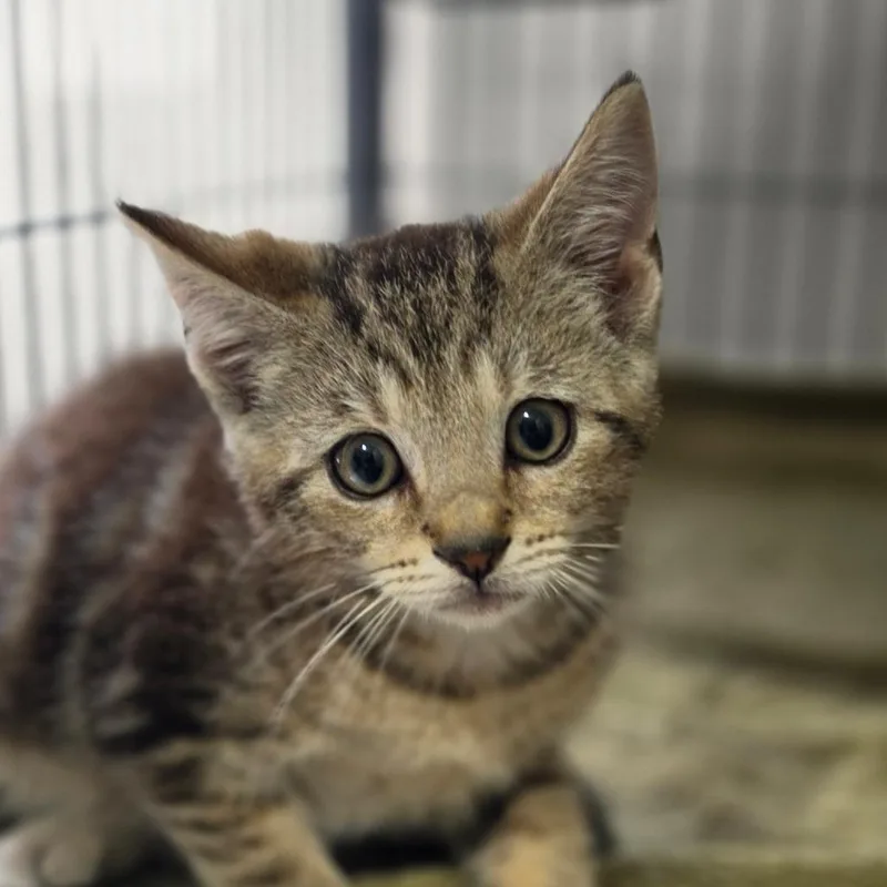 A baby small-sized male Brown / Chocolate Domestic Short Hair cat named Churro for adoption in Muncie, IN