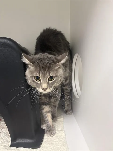 An adult small-sized male Domestic Long Hair cat named Thumper for adoption in Ontario, CA