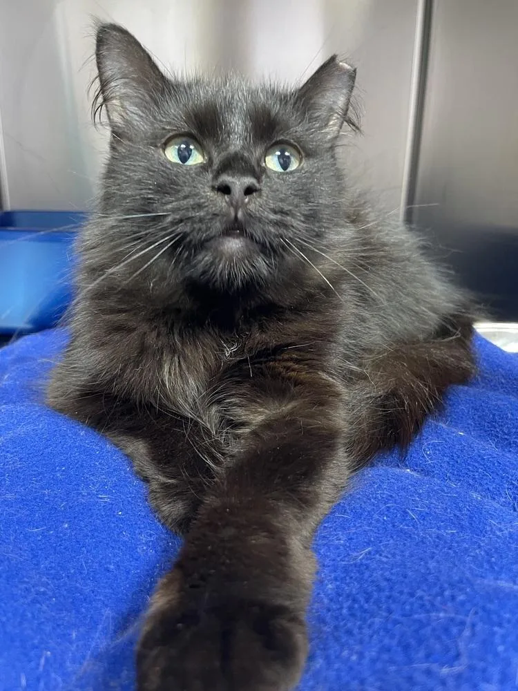 A young medium-sized female Black Domestic Medium Hair cat named Moonlight for adoption in Ferndale, MI