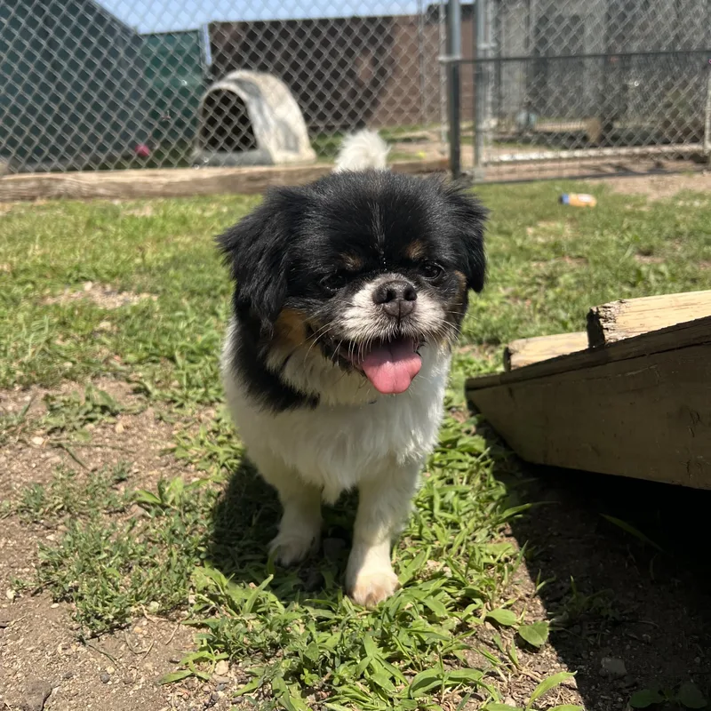 A young small-sized male Tricolor (Brown, Black, & White) Shih Tzu dog named Panda for adoption in Fairmont, MN