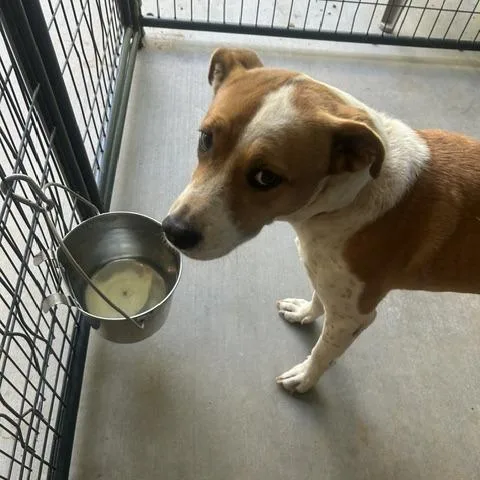 A young medium-sized female White / Cream Labrador Retriever dog named Peaches for adoption in Marble, NC