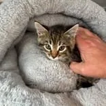A baby medium-sized female Tabby (Brown / Chocolate) Domestic Medium Hair cat named Drift for adoption in Allegan, MI