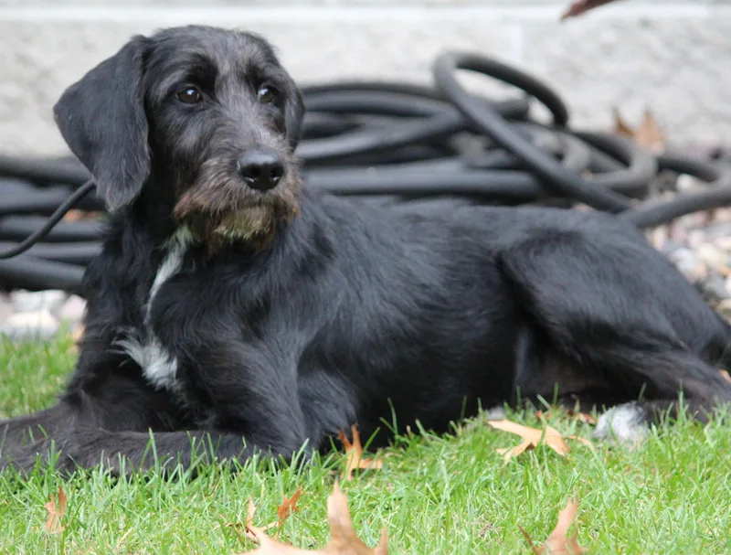 A baby medium-sized female Mixed Breed dog named Barbie for adoption in Portage, WI