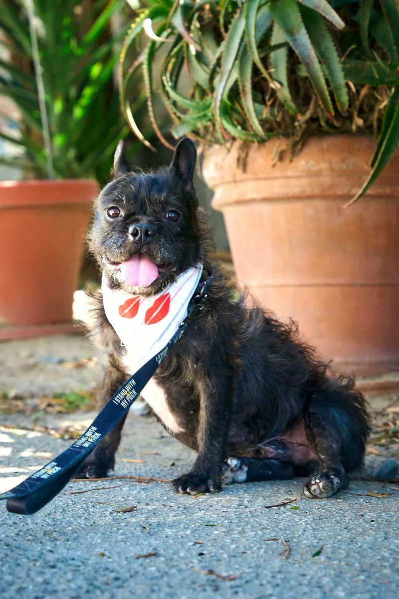 An adult medium-sized male Black French Bulldog dog named Gibson for adoption in Los Angeles, CA