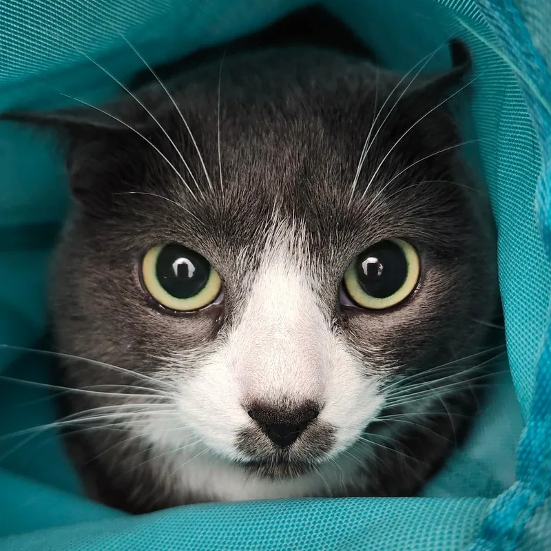 An adult medium-sized female Gray / Blue / Silver Domestic Short Hair cat named Belle for adoption in Ballston Spa, NY