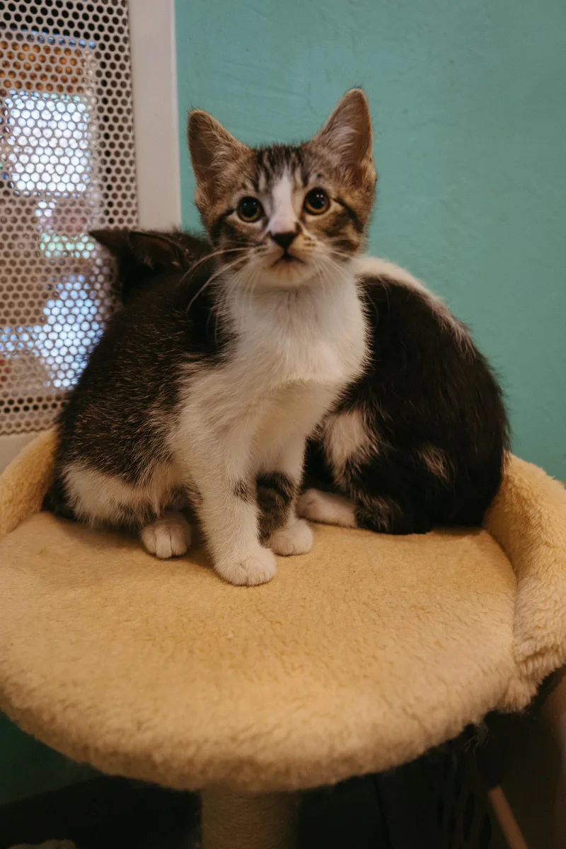 A baby medium-sized female Tabby (Brown / Chocolate) Domestic Short Hair cat named Luna for adoption in Jackson, WY
