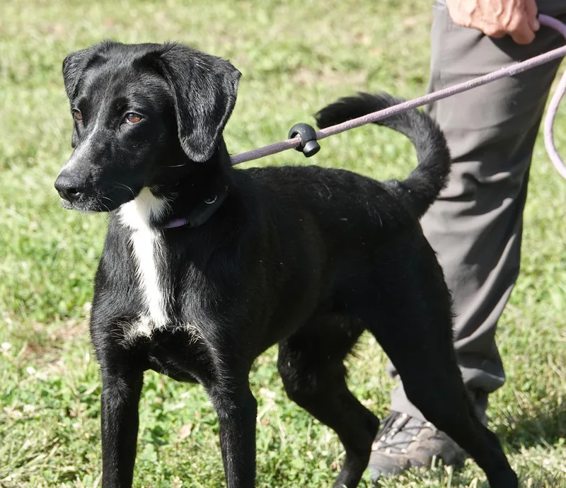 An adult medium-sized female Black Labrador Retriever dog named Autumn for adoption in Millfield, OH