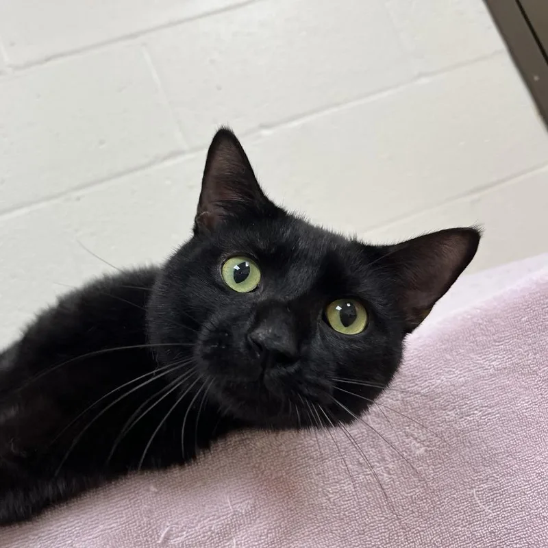 A young medium-sized male Black Domestic Short Hair cat named SVASStray for adoption in Lyndhurst, VA