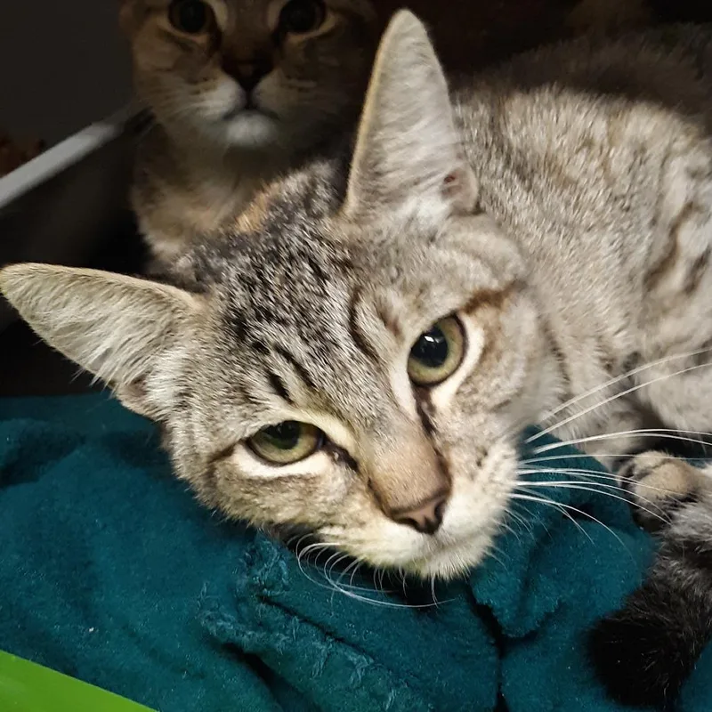 A baby medium-sized female Domestic Short Hair cat named Fruit Loops for adoption in Spokane, WA