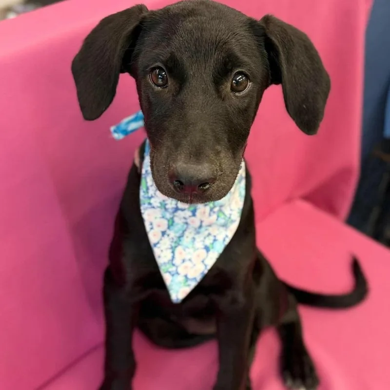 Daphne