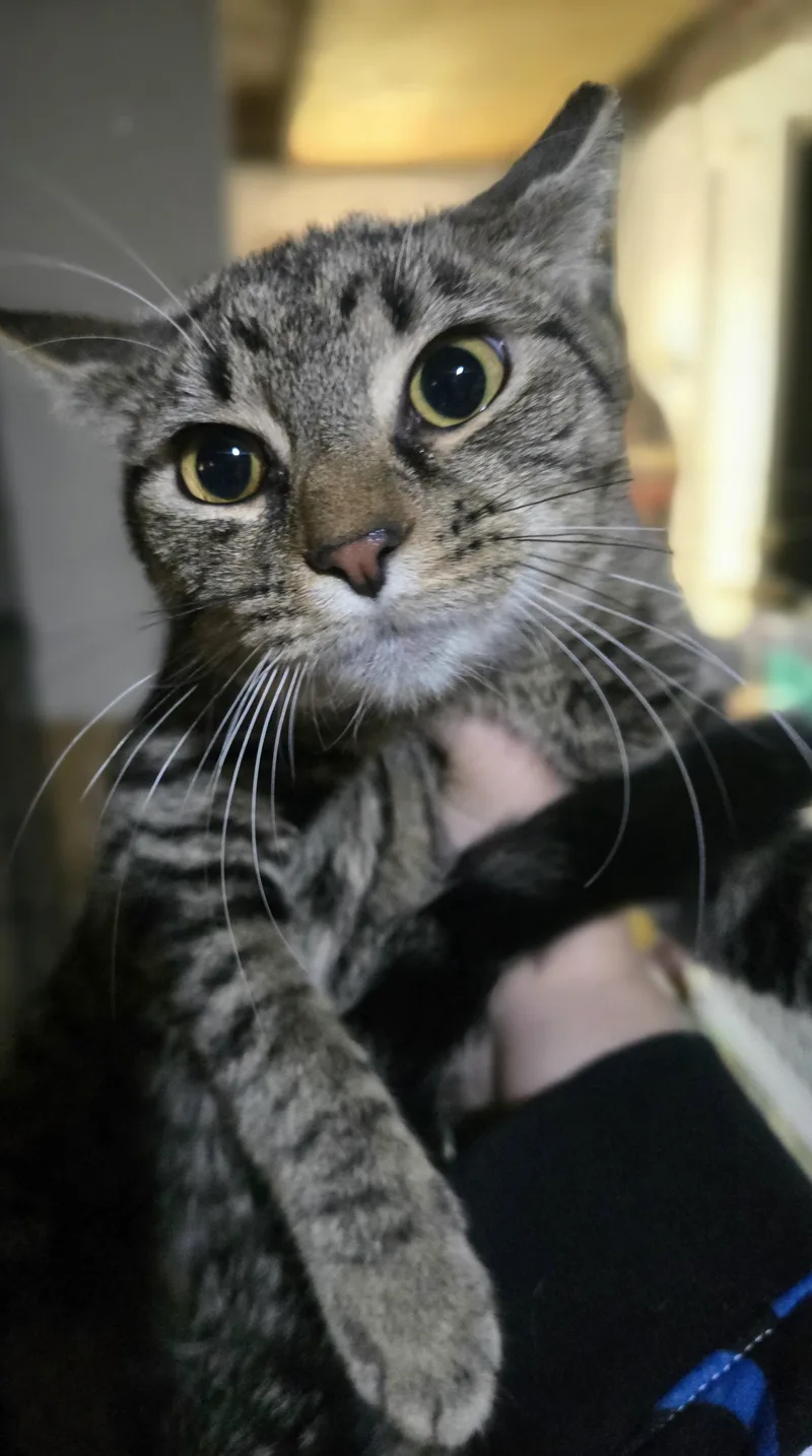 A baby large-sized female Tabby (Brown / Chocolate) Domestic Short Hair cat named Holy Mackerel It's for adoption in Elizabeth, PA