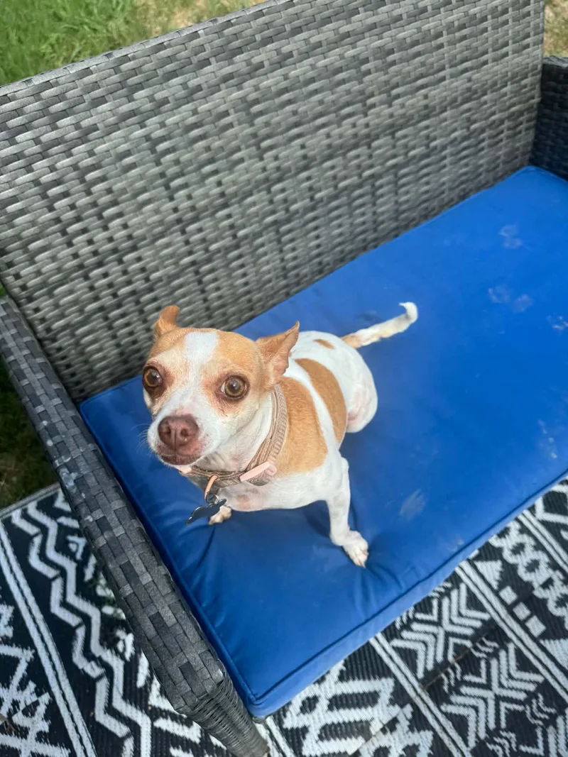 Stella thumbnail 3
