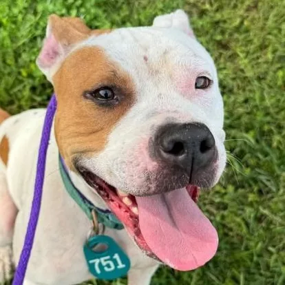 An adult medium-sized female White / Cream Pit Bull Terrier dog named Shrimp Scampi for adoption in Manassas, VA