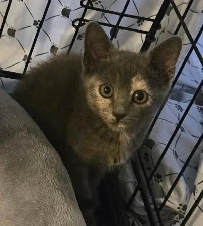A baby small-sized female Tortoiseshell Domestic Short Hair cat named Maggie LA for adoption in Greenville, SC