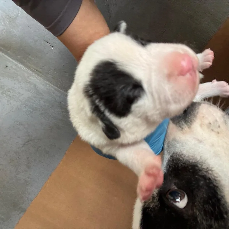 Tepig thumbnail 4