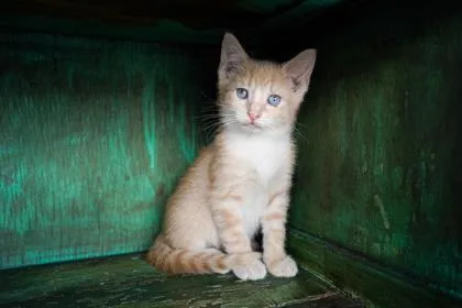 A baby small-sized male Domestic Short Hair cat named Doc for adoption in San Antonio, TX