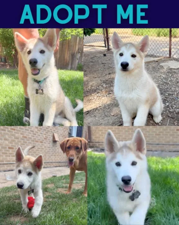 A baby medium-sized male Gray / Blue / Silver Alaskan Malamute dog named Yeti for adoption in Boulder, CO