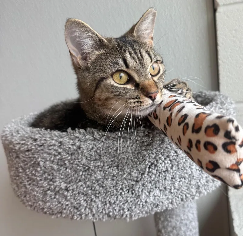 A baby small-sized female Domestic Short Hair cat named Haze for adoption in Dalton, GA
