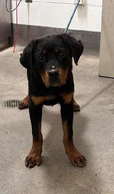 A young medium-sized male Rottweiler dog named Scout for adoption in Upper Marlboro, MD