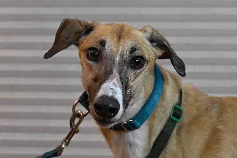 An adult medium-sized female Greyhound dog named Rhea for adoption in Minneapolis, MN