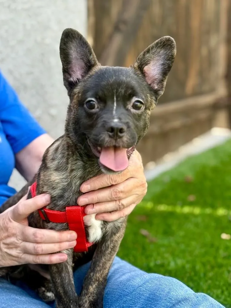 A baby medium-sized male Sable French Bulldog dog named Rex for adoption in Encino, CA