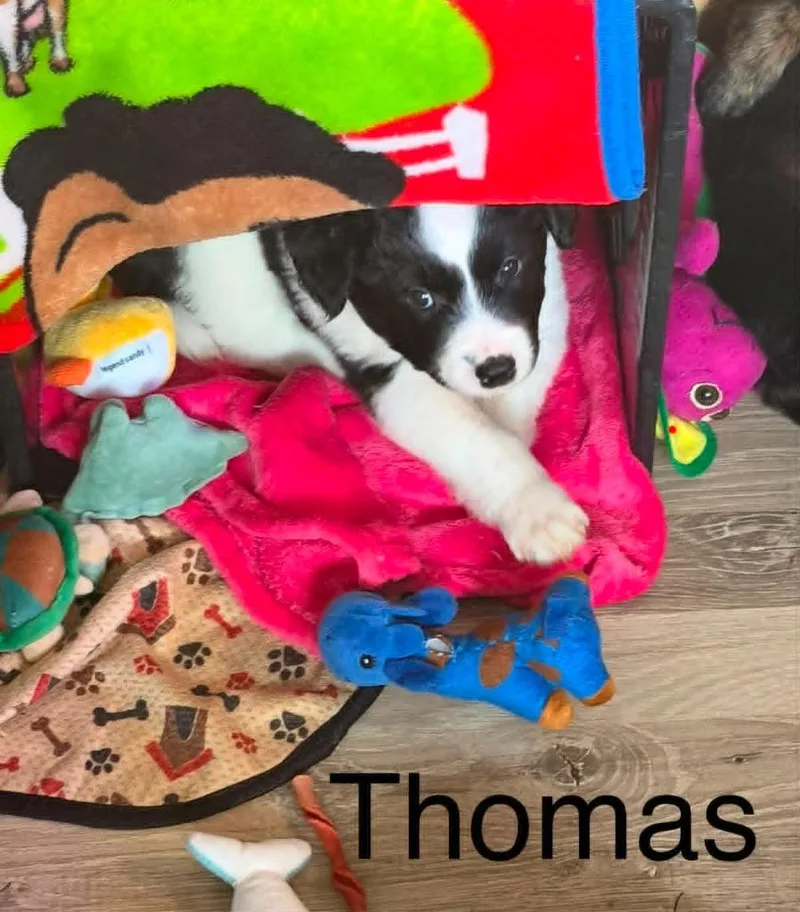 A baby small-sized male Border Collie dog named Tomas for adoption in Hillsdale, IN