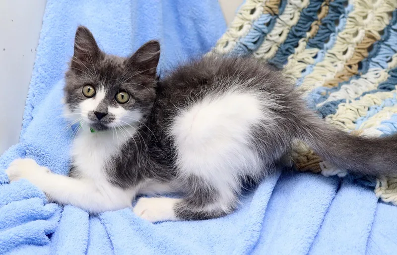 A baby medium-sized female Gray & White Domestic Medium Hair cat named Whisper for adoption in Tierra Verde, FL
