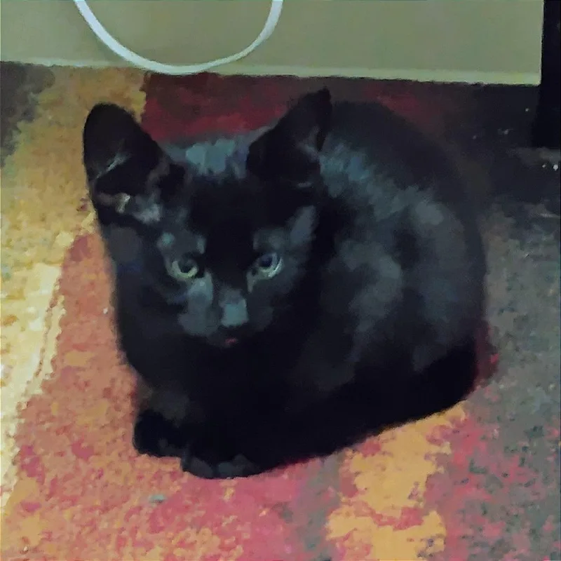 A baby small-sized male Black Domestic Short Hair cat named Tito for adoption in Normal, IL