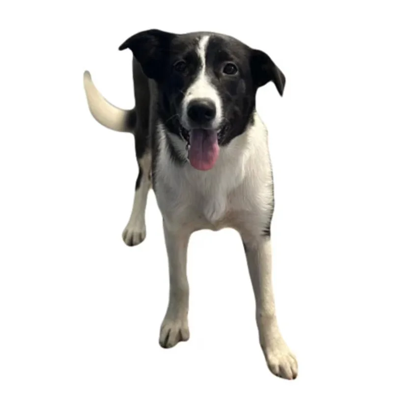 Gretta