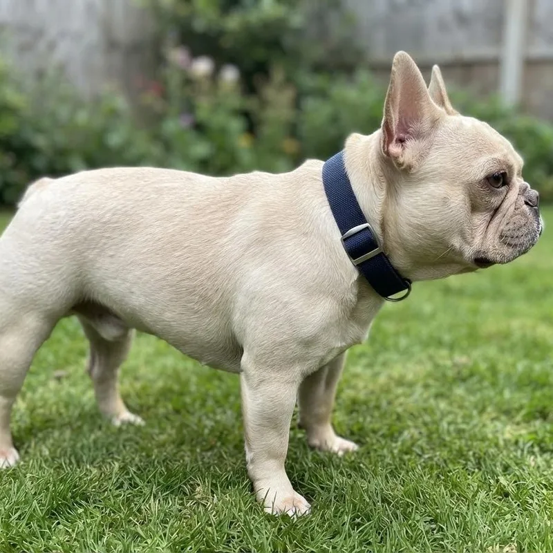 A young small-sized male White / Cream French Bulldog dog named Chato for adoption in Las Vegas, NV