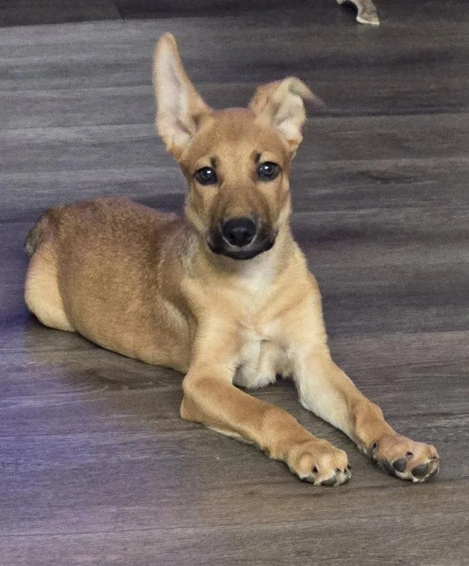 A baby medium-sized male Belgian Shepherd / Malinois dog named Ike for adoption in Helotes, TX