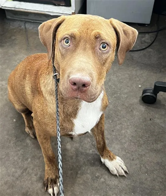 A young large-sized female Mixed Breed dog named Tara for adoption in Dallas, TX