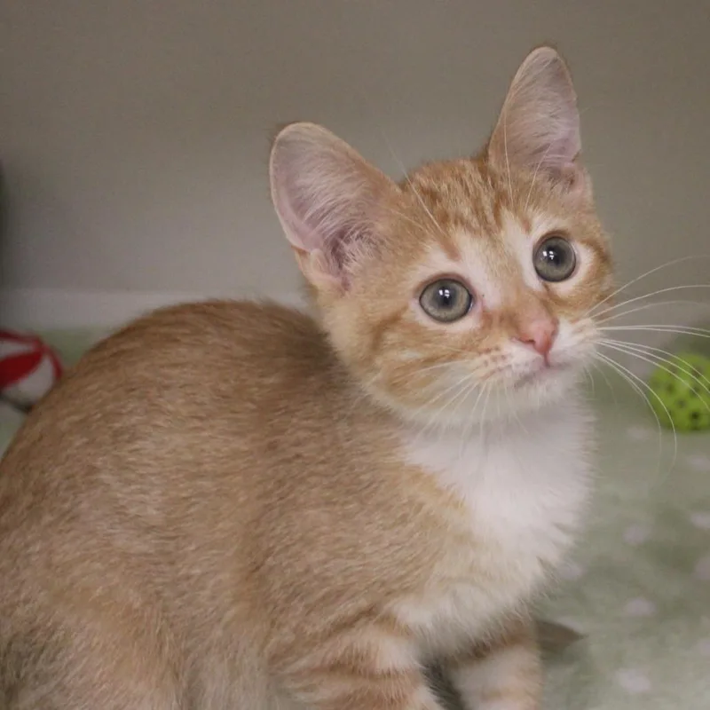 A baby small-sized male Domestic Short Hair cat named Thackery for adoption in Champaign, IL