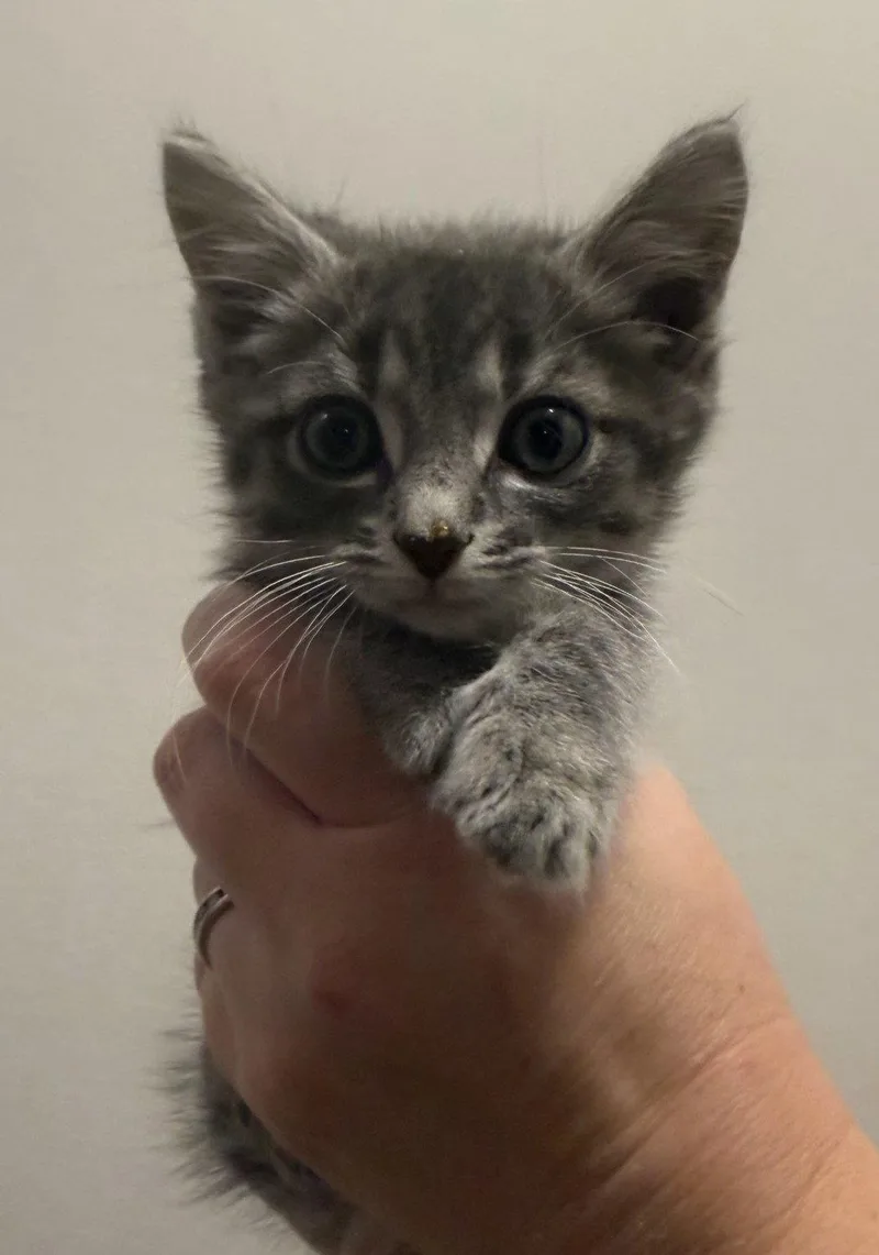 A baby medium-sized male Domestic Short Hair cat named Winter for adoption in Forest, VA