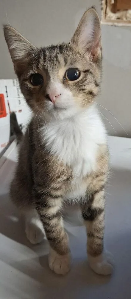 A baby small-sized male Brown / Chocolate Domestic Short Hair cat named Nick for adoption in Hudson, NH