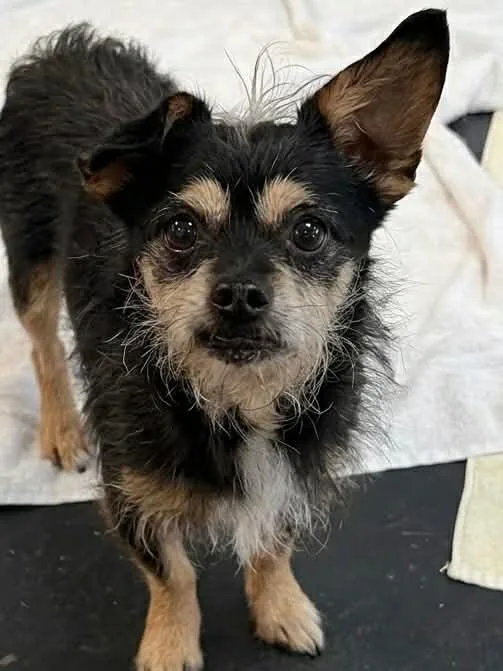 A senior small-sized male Wirehaired Terrier dog named Scooter for adoption in St. Augustine, FL