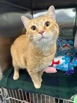 An adult medium-sized male Orange / Red Domestic Short Hair cat named Oj for adoption in Manitowoc, WI