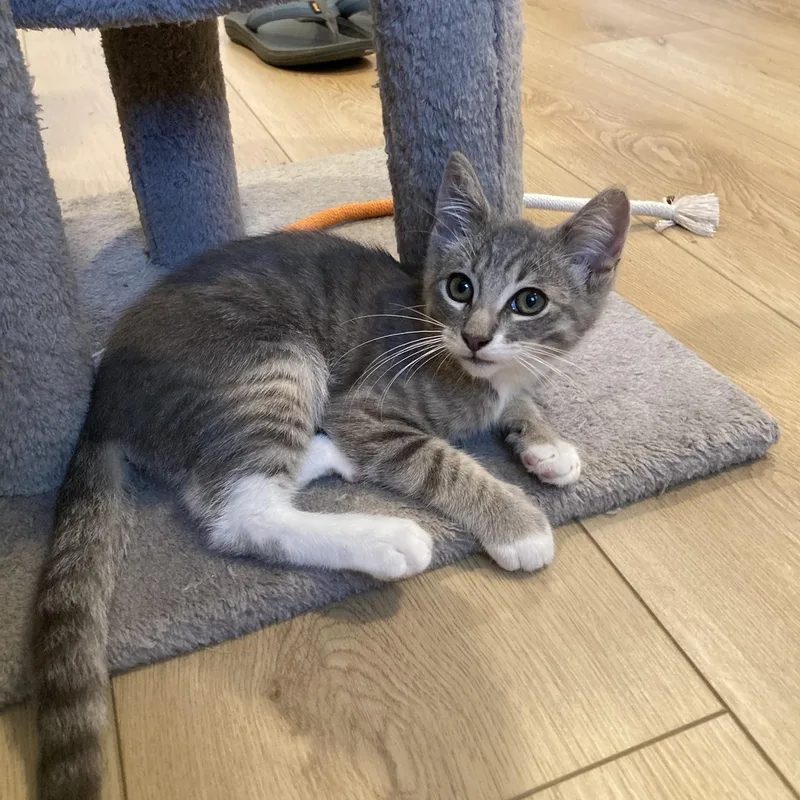 A baby small-sized male Tabby (Gray / Blue / Silver) Domestic Short Hair cat named Eddie for adoption in Orange, CA