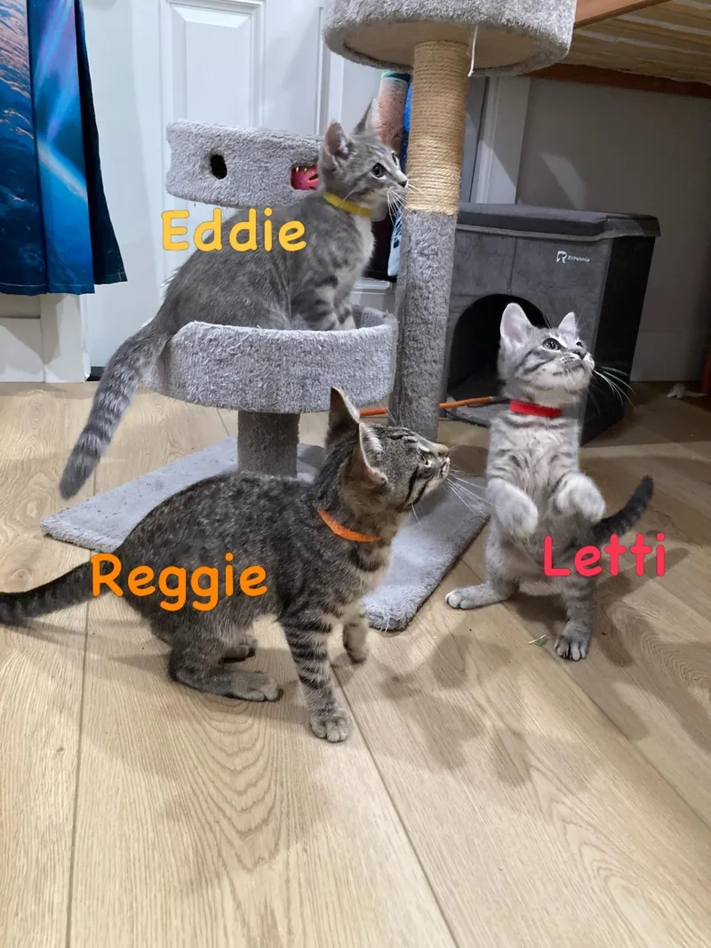 Eddie thumbnail 4