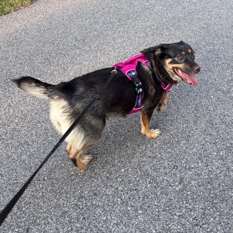 A young medium-sized female Brown / Chocolate Australian Cattle Dog / Blue Heeler dog named Shnookums for adoption in Raleigh, NC