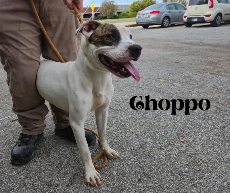 Choppo