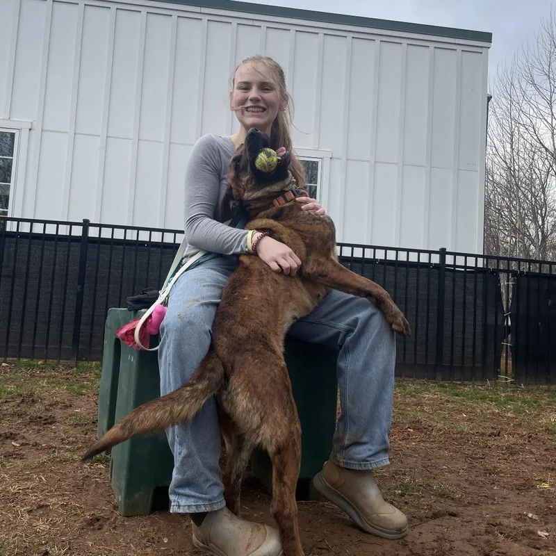 An adult medium-sized female Brindle Shepherd dog named Sundae for adoption in Lynchburg, VA