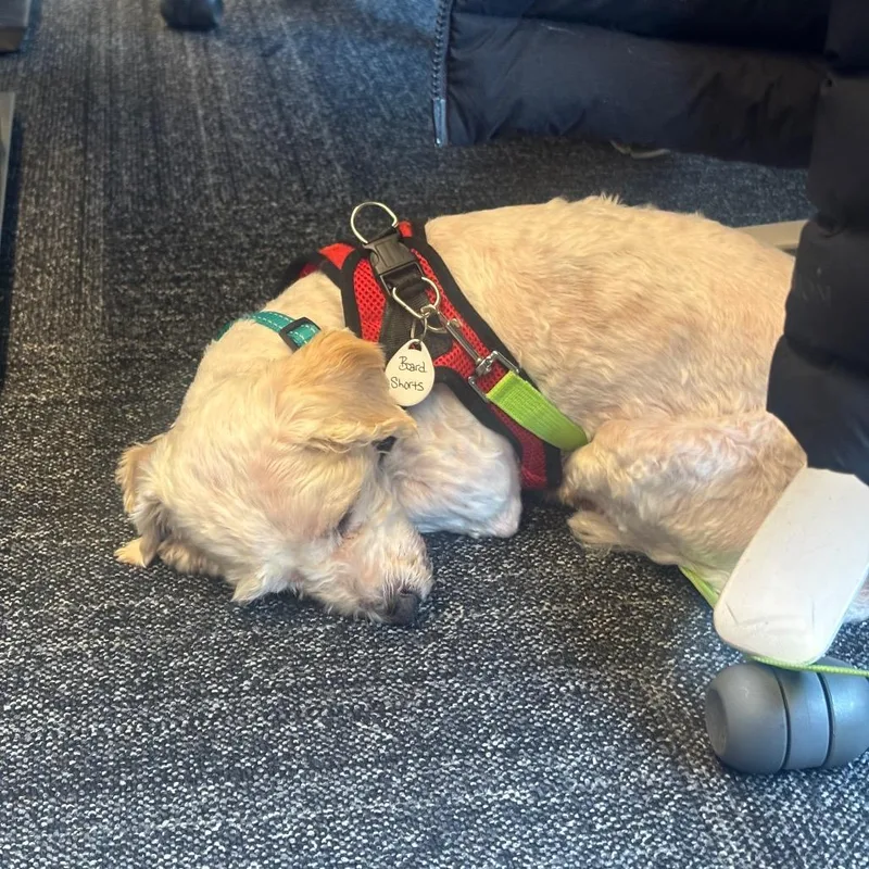 A senior small-sized male White / Cream Miniature Poodle dog named Board Shorts for adoption in San Francisco, CA