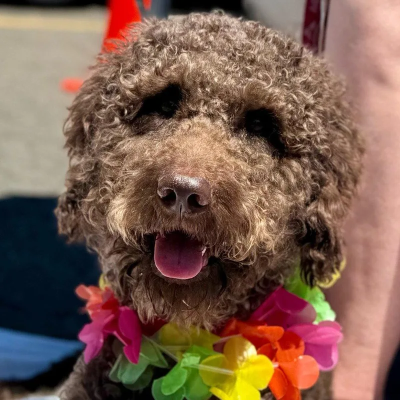 An adult medium-sized female Poodle dog named Mocha for adoption in Bloomfield, CT