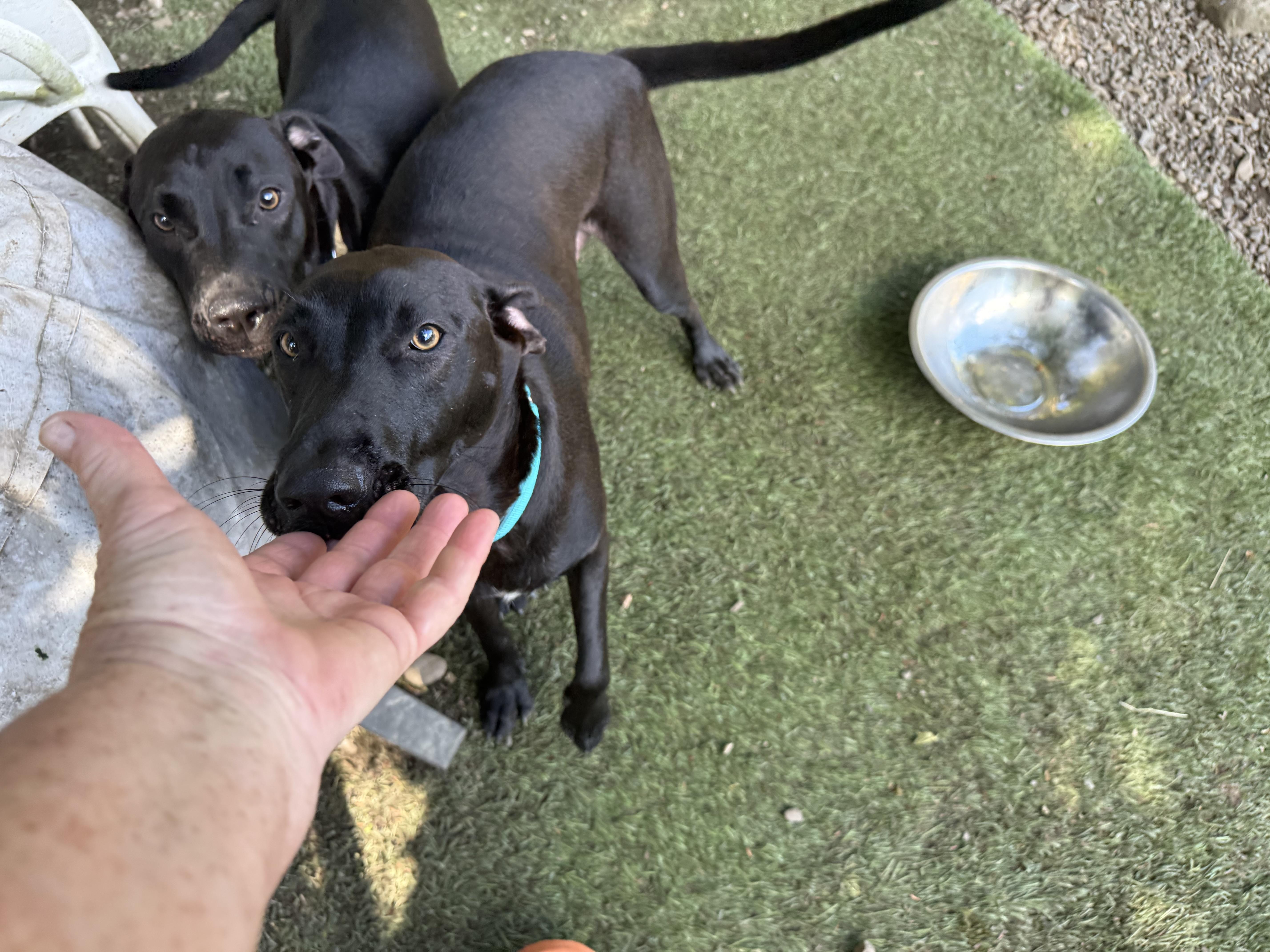 An adult medium-sized male Black Labrador Retriever dog named Zeus for adoption in Pleasant Valley, NY