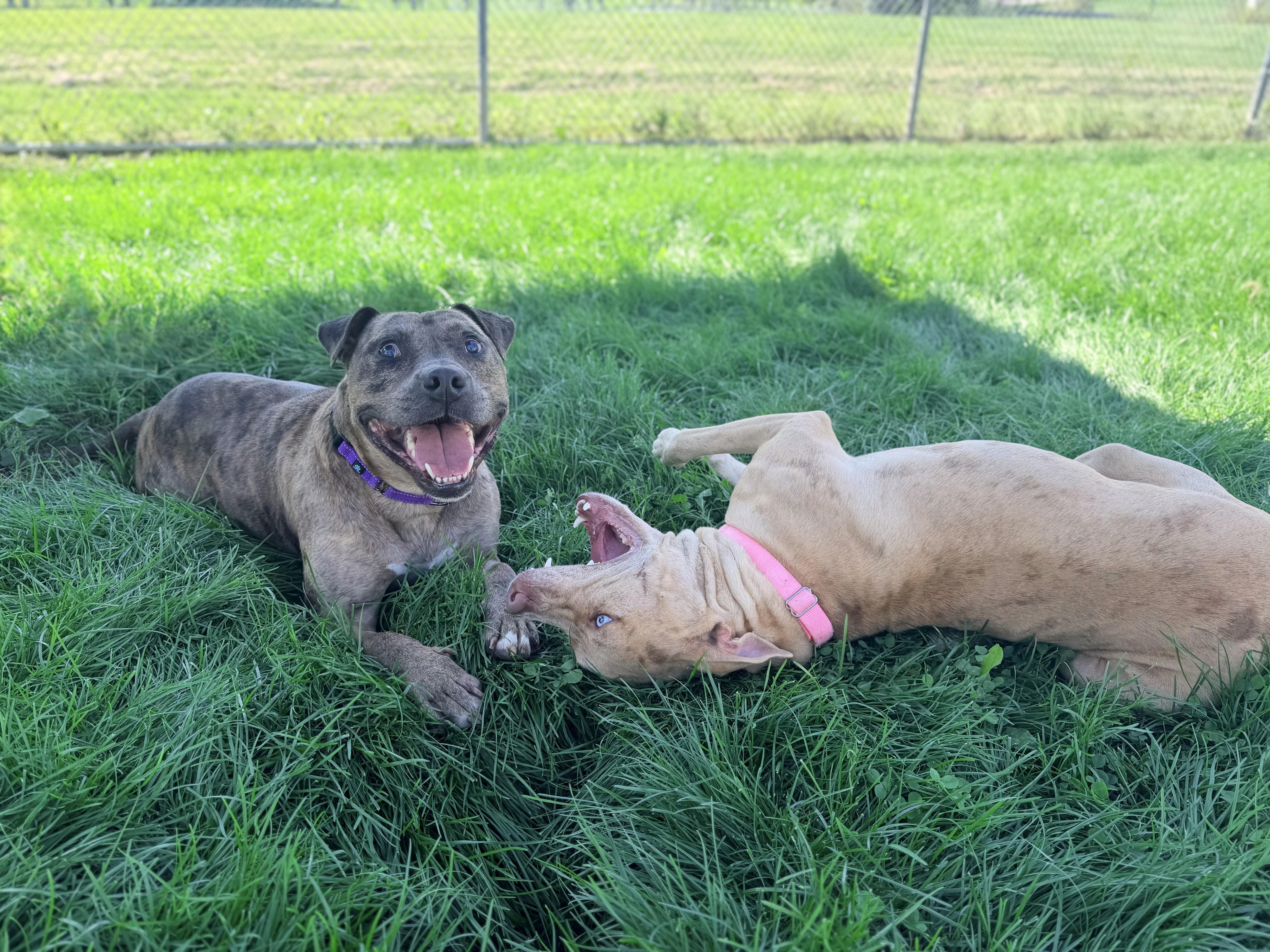 An adult large-sized male Brown / Chocolate Catahoula Leopard Dog dog named Rosko for adoption in Lake Odessa, MI