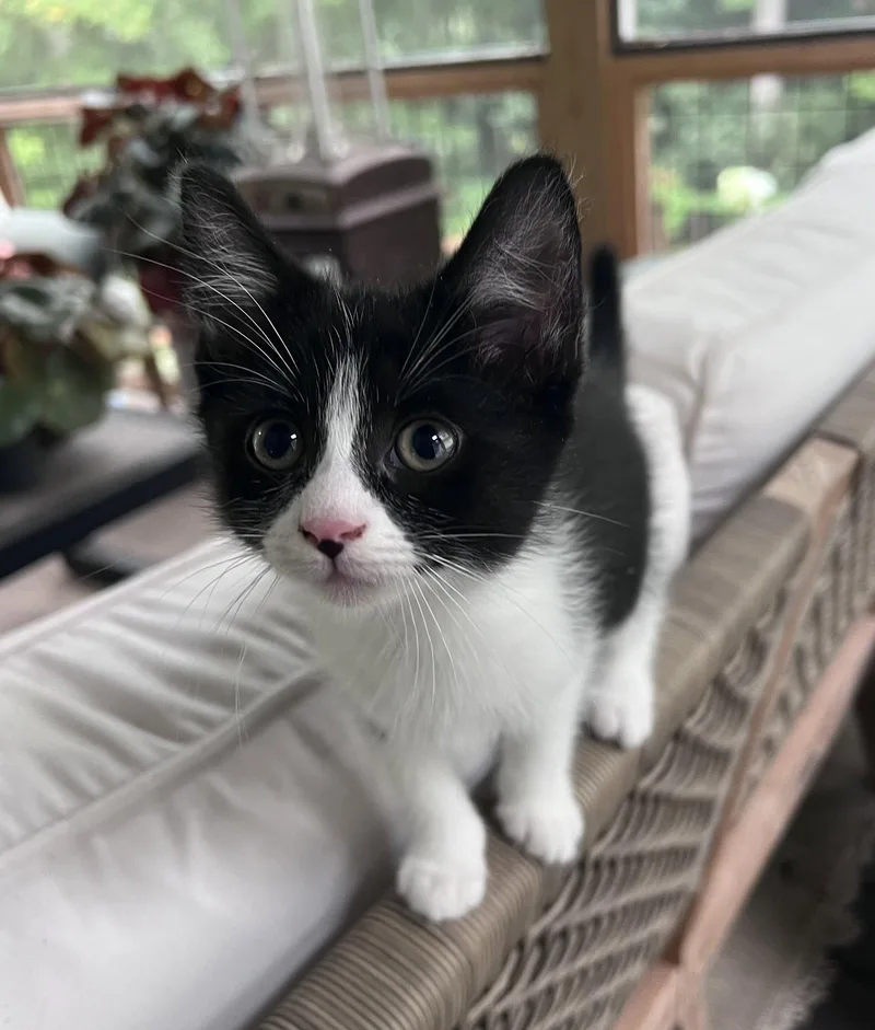 A baby medium-sized female Black & White / Tuxedo Domestic Short Hair cat named Puffin for adoption in Pittsboro, NC