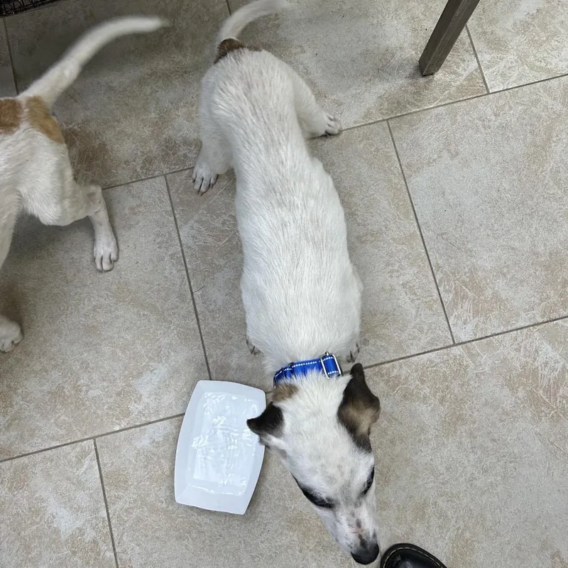 A baby small-sized male White / Cream Mixed Breed dog named Luigi for adoption in Galveston, TX